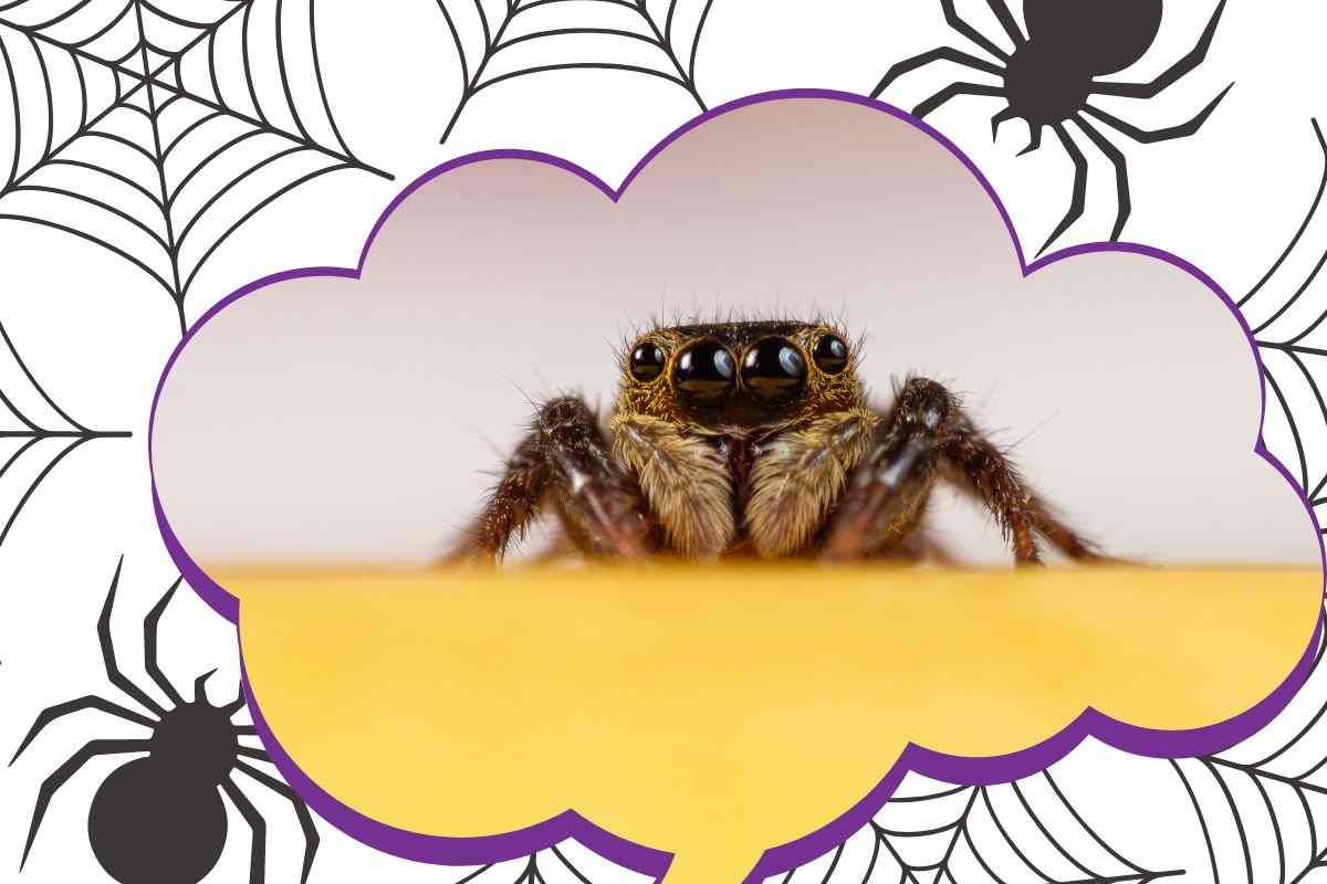 ragni pericolosi italia cosa fare se li incontrate